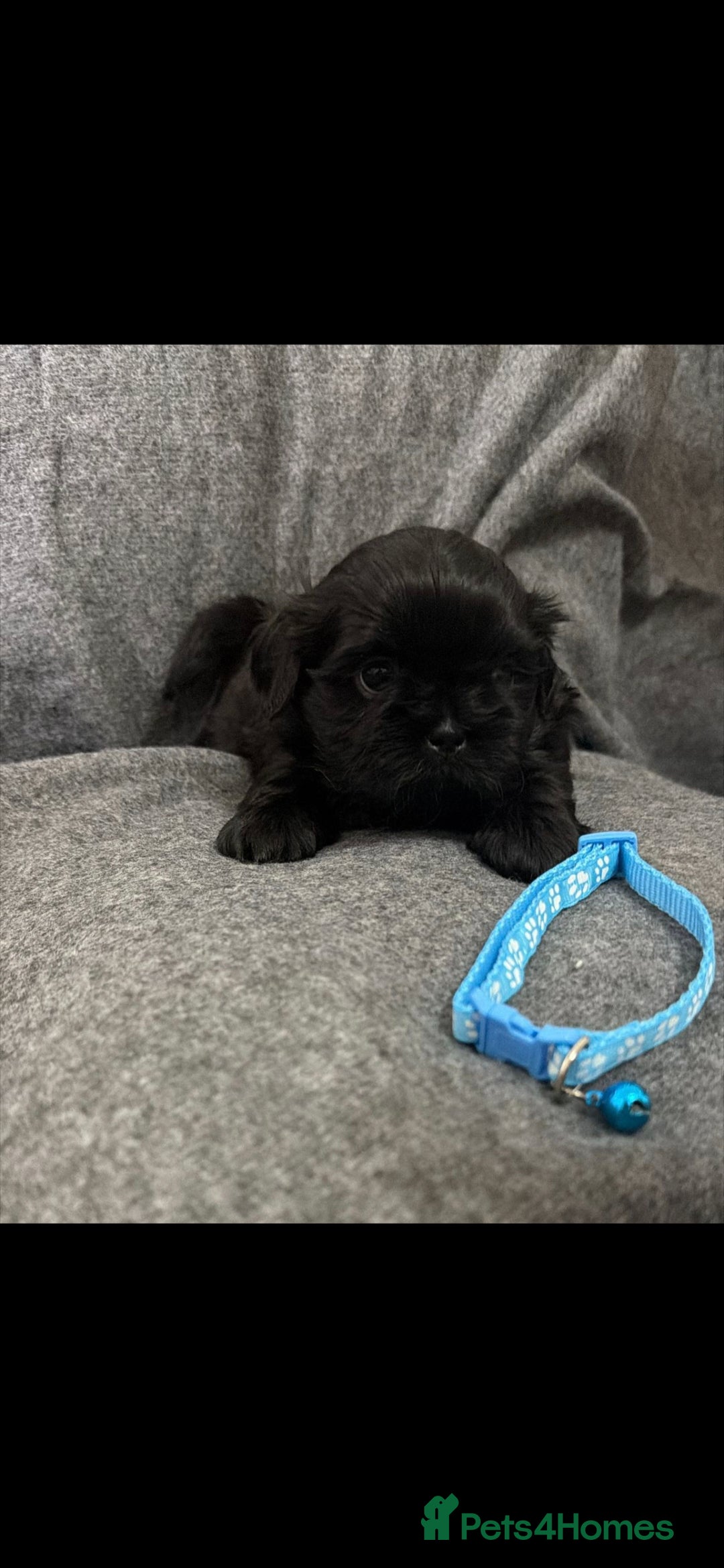 Shih Tzu dogs for sale: Full breed Shih Tzu puppies - Advert 4