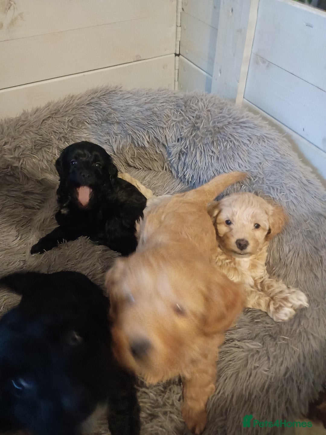 Toy Poodle dogs for sale: Toy poodle puppies  - Advert 7