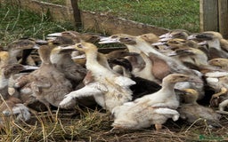 Ducks poultry for sale: Indian Runners, Call Ducks, Saxonys, Appleyards - Image 5