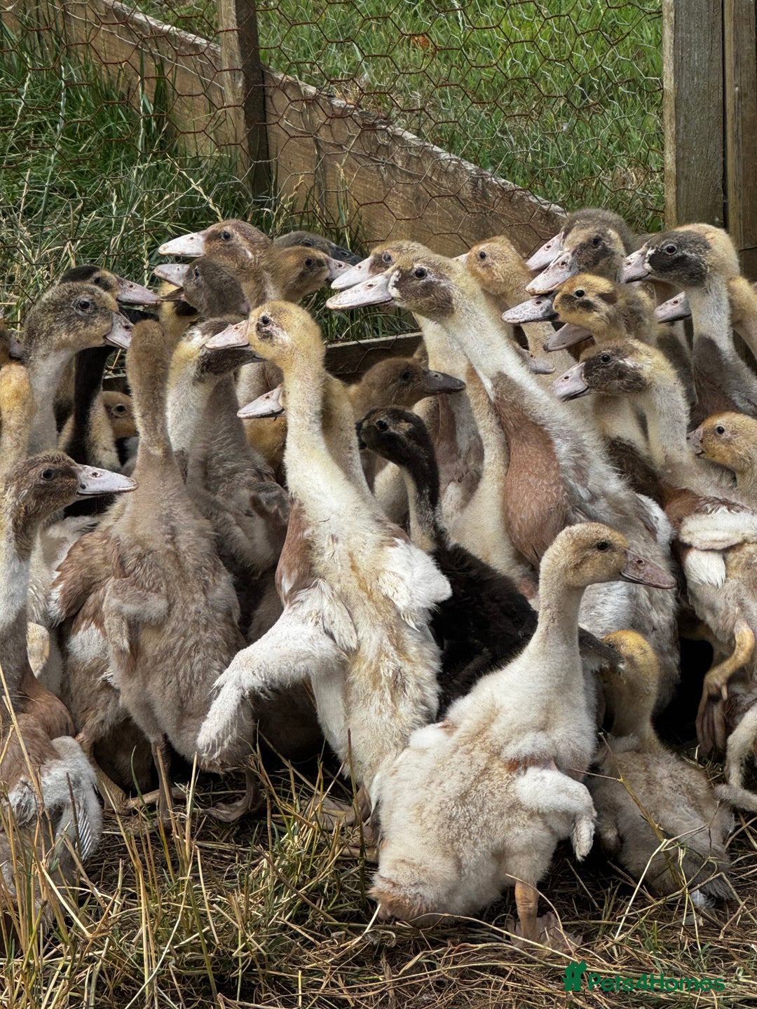 Ducks poultry for sale: Indian Runners, Call Ducks, Saxonys, Appleyards - Image 5
