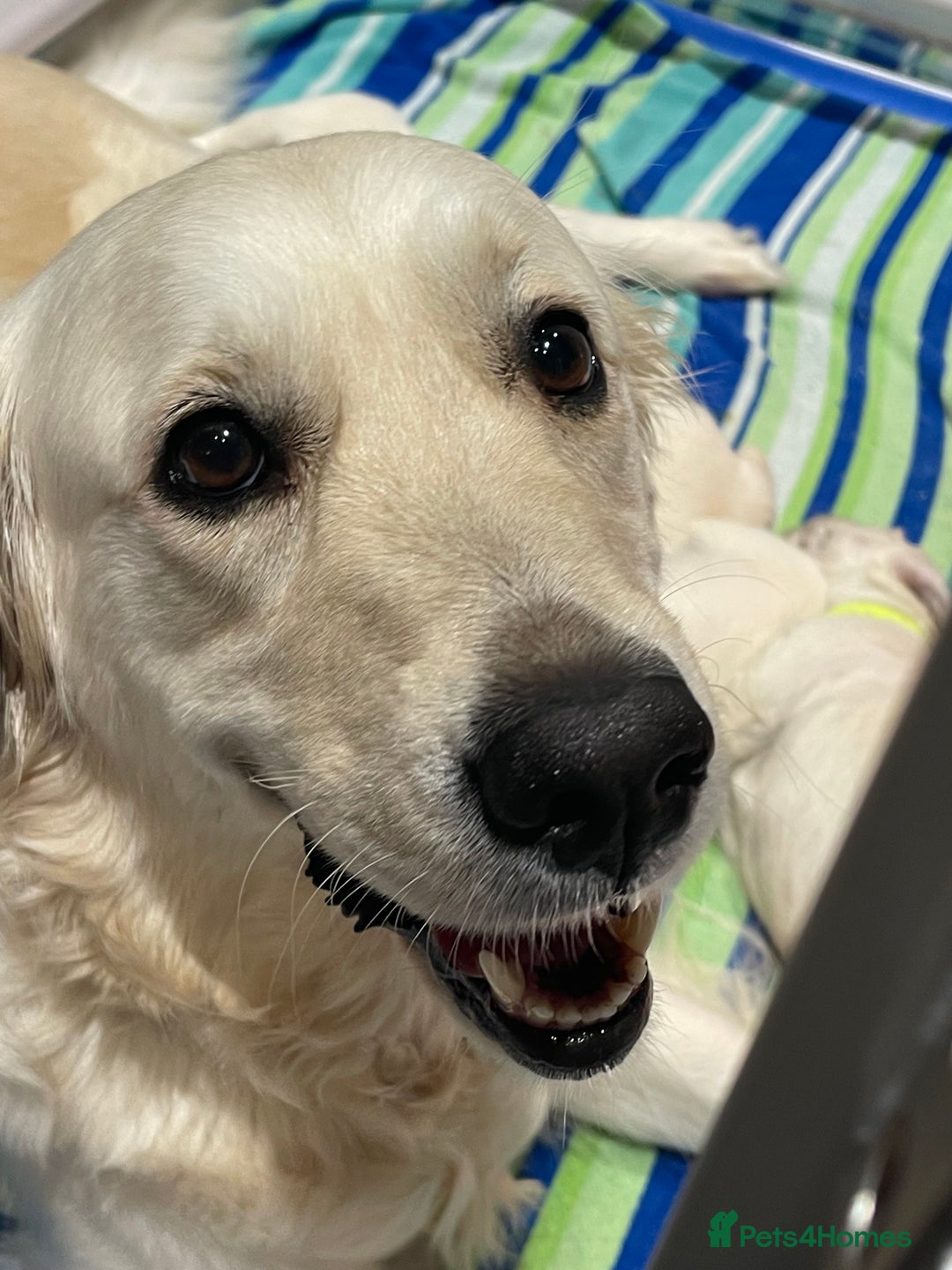 Golden Retriever dogs for sale: Quality Bred Golden Retriever Puppies - Advert 15