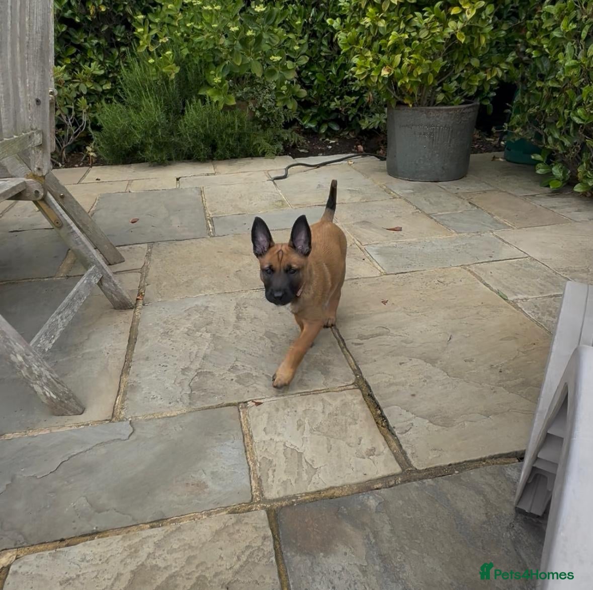 Belgian Shepherd Dog dogs Belgian Malinois Puppies – £1200 – Reigate, Surrey - Advert 2