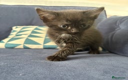 Mixed Breed cats for sale: One male and female kitten - Image 8