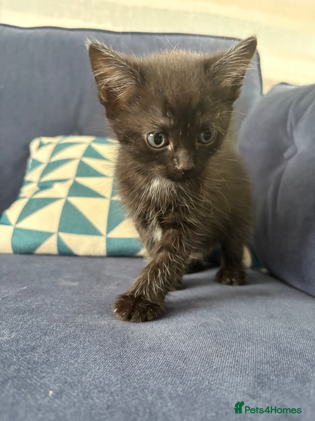 Mixed Breed cats for sale: One male and female kitten - Image 8