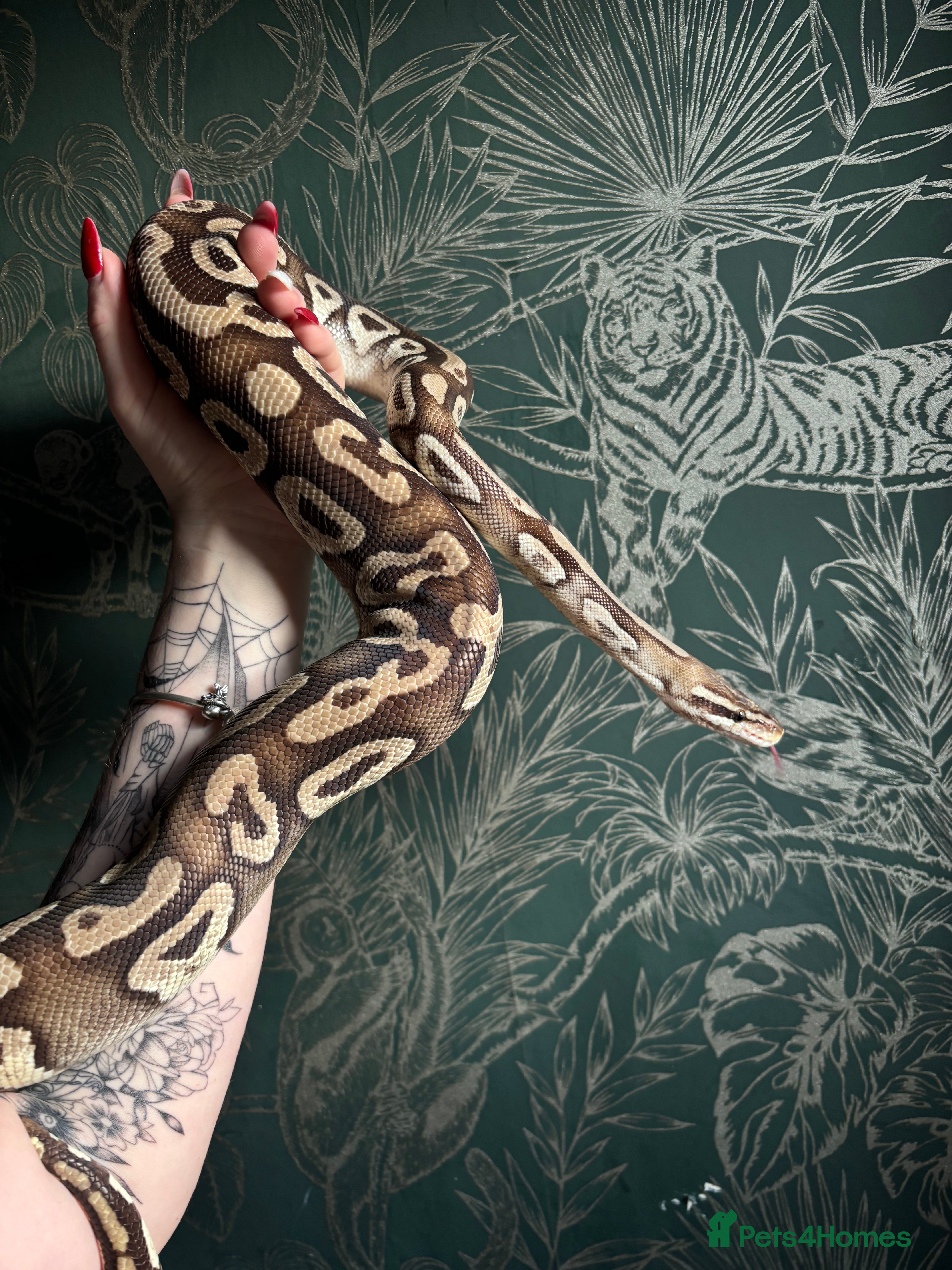 Snake reptiles Male ball python- benny  - Advert 13