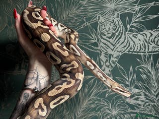 Snake reptiles Male ball python- benny - Advert 14