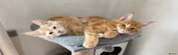 Maine Coon cats for sale: Maine Coon Kittens  - Advert 10