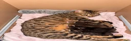 Mixed Breed cats for sale: Bengal x Tabby mixbreed. - Advert 4
