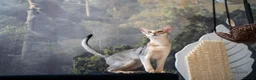 Abyssinian cats for sale: Super Cuddling Boy Champion Line 🏆 Silver Black - Advert 5
