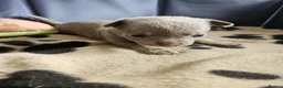 Chihuahua dogs for sale: Five Smoothcoat Chihuahua puppies for sale - Advert 19