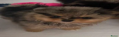 Pomeranian 1