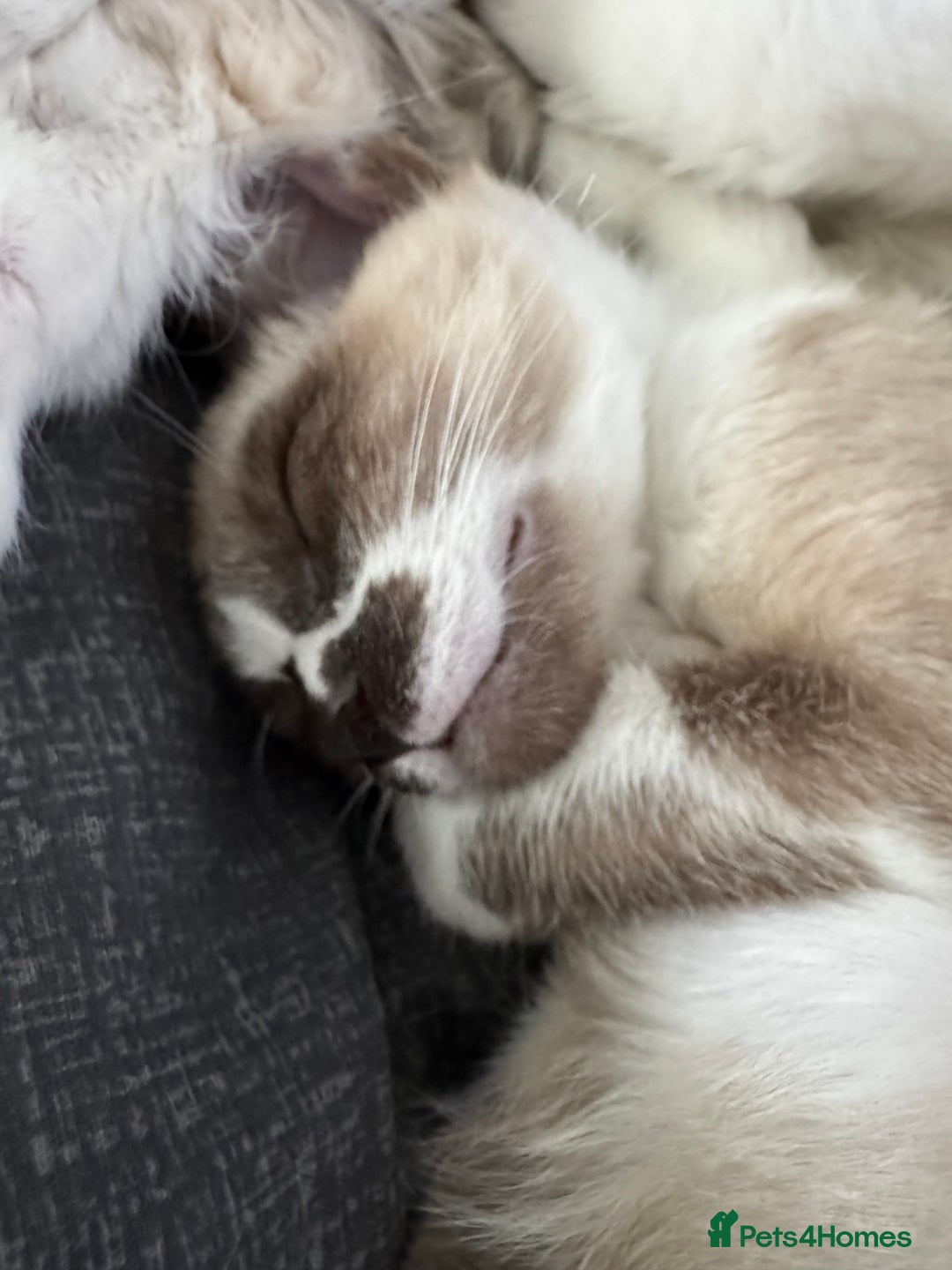 Siamese cats for sale: Kittens for re homing  - Image 5