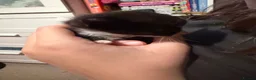 Domestic Shorthair cats for sale: 5 beautiful kittens for sale - Advert 11