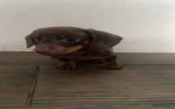 Miniature Dachshund dogs for sale: READY TO GO NOW 2 choc KC mini daxxie boys left - Advert 2