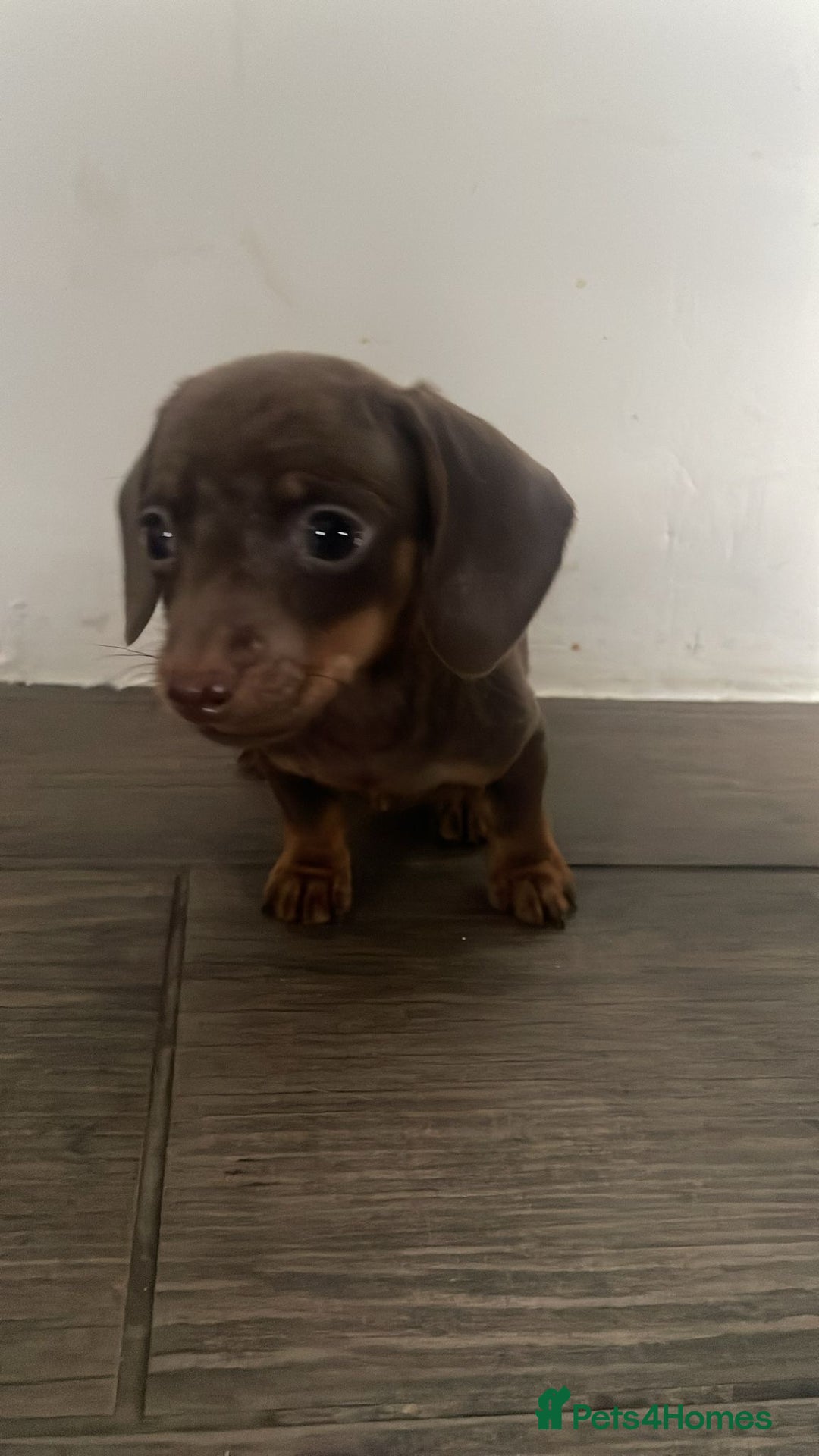 Miniature Dachshund dogs for sale: READY TO GO NOW 2 choc KC mini daxxie boys left - Advert 2