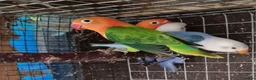 Lovebirds birds for sale: Lovebird fischer's opalines - Advert 2