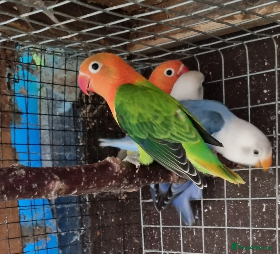Lovebirds birds for sale: Lovebird fischer's opalines - Advert 2