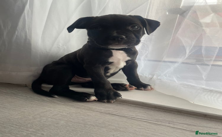 Staffordshire Bull Terrier dogs - Advert 12