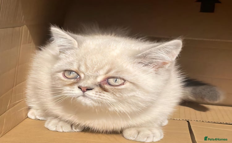 Exotic cats - Advert 1