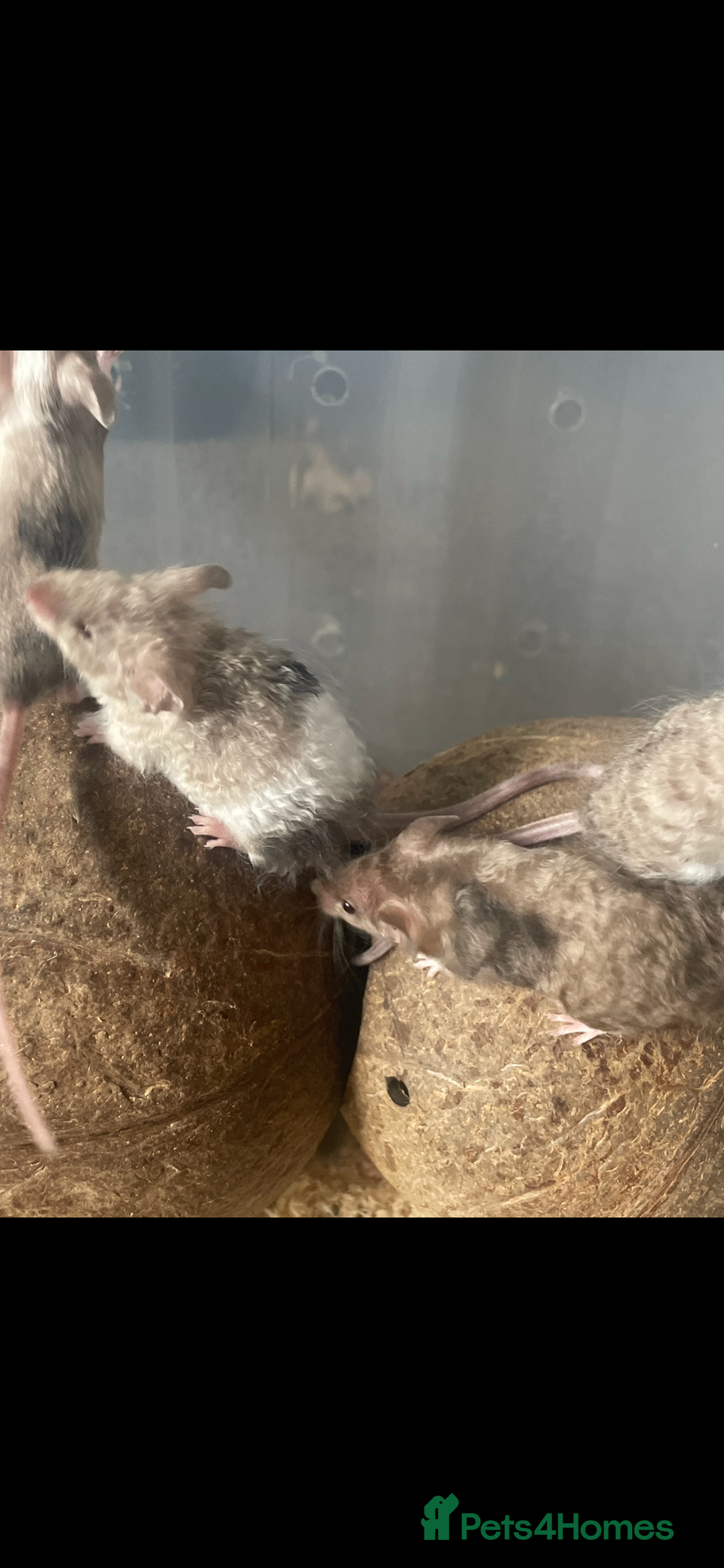 Mouse rodents for sale: Beautiful fancy mice looking for forever homes - Image 6