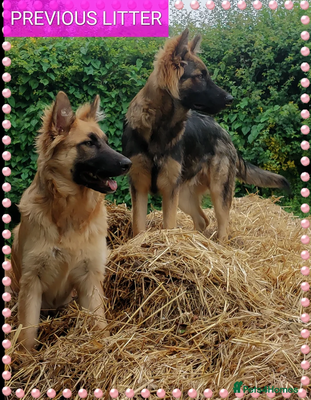 German Shepherd dogs for sale: German shephered puppys 4 boys 2 girls - Advert 20