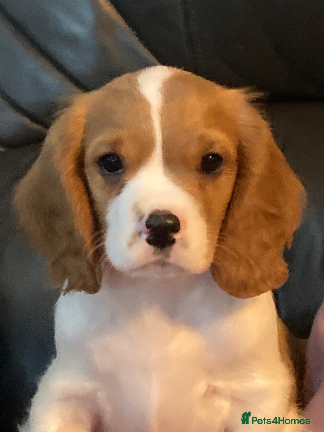 Cavalier King Charles Spaniel dogs for sale: Dna tested cavalier puppies - Advert 4