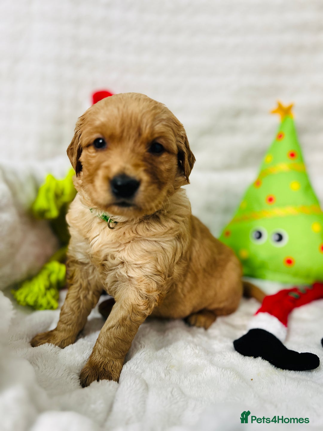 Golden Retriever dogs for sale: Extensively health tested clear golden retrievers - Advert 7