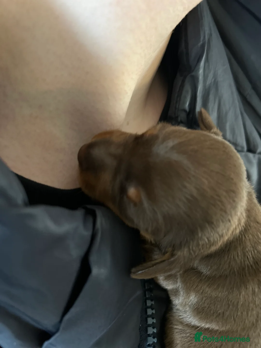 Miniature Dachshund dogs for sale: Stunning litter of Miniature Dachshund Puppies  - Advert 2