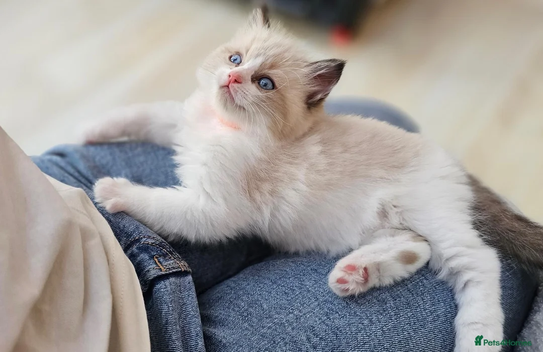 Ragdoll cats for stud: Active Gccf Blue bi Ragdoll in Grantham - Advert 21