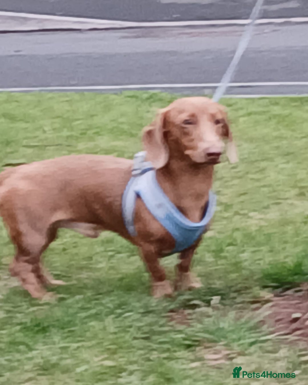 Dachshund dogs for sale: Dashound  - Image 4
