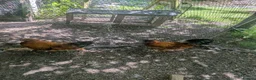 Chickens poultry for sale: 3 Cockerels Looking For New Flocks - Advert 2