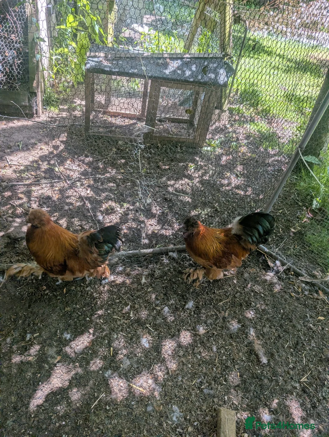 Chickens poultry for sale: 3 Cockerels Looking For New Flocks - Advert 2