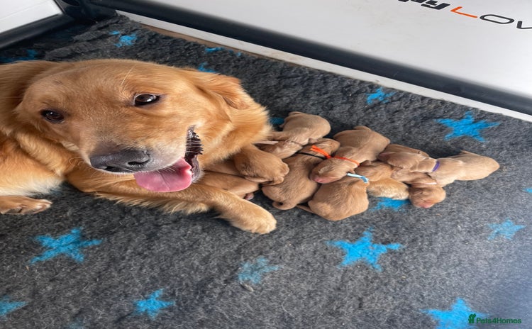 Golden Retriever dogs - Advert 1