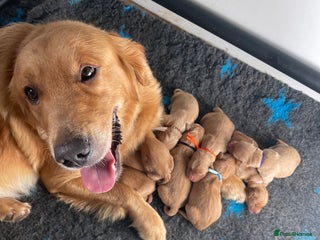 Golden Retriever dogs - Advert 6