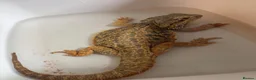 Bearded Dragon reptiles for sale: Bearded Dragon  in Chard - Advert 7