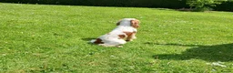 Cocker Spaniel dogs for stud: Lemon and White Cocker Spaniel For Stud - Advert 6