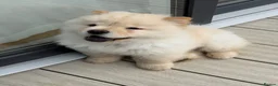 Chow Chow dogs for sale: Beautiful KC Registered Chow Chow Puppies  - Advert 7