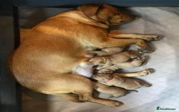 Labrador Retriever dogs for sale: Labrador puppies  - Image 10