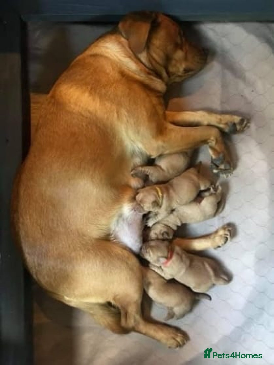 Labrador Retriever dogs for sale: Labrador puppies  - Image 10