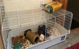 Guinea Pig rodents for sale: Both male guinea pigs a year old  - Image 3