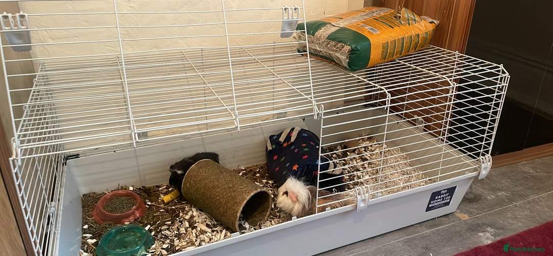 Guinea Pig rodents for sale: Both male guinea pigs a year old  - Image 3
