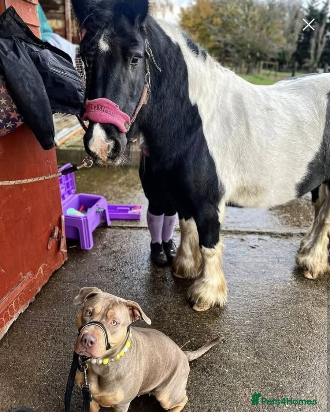 Irish Cob horses for sale: Beautiful Lexi in Gravesend - Advert 1