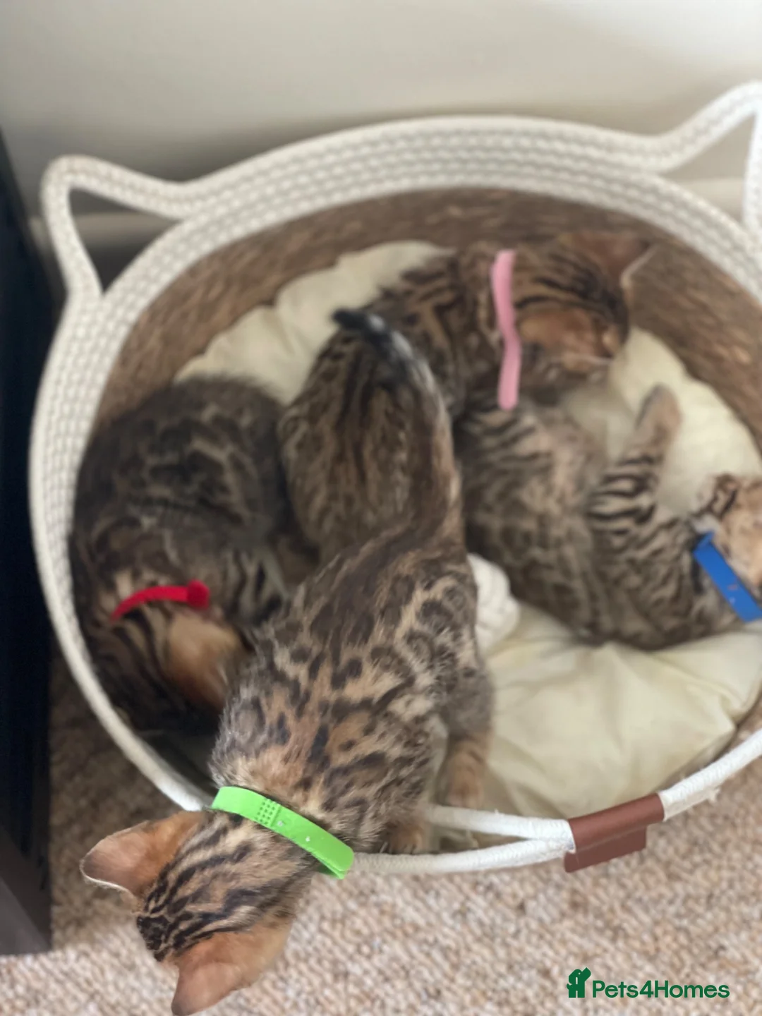 Bengal cats for sale: 2 Handsome Boys & 1 Pretty little Girl 💙💙🩷 - Advert 2