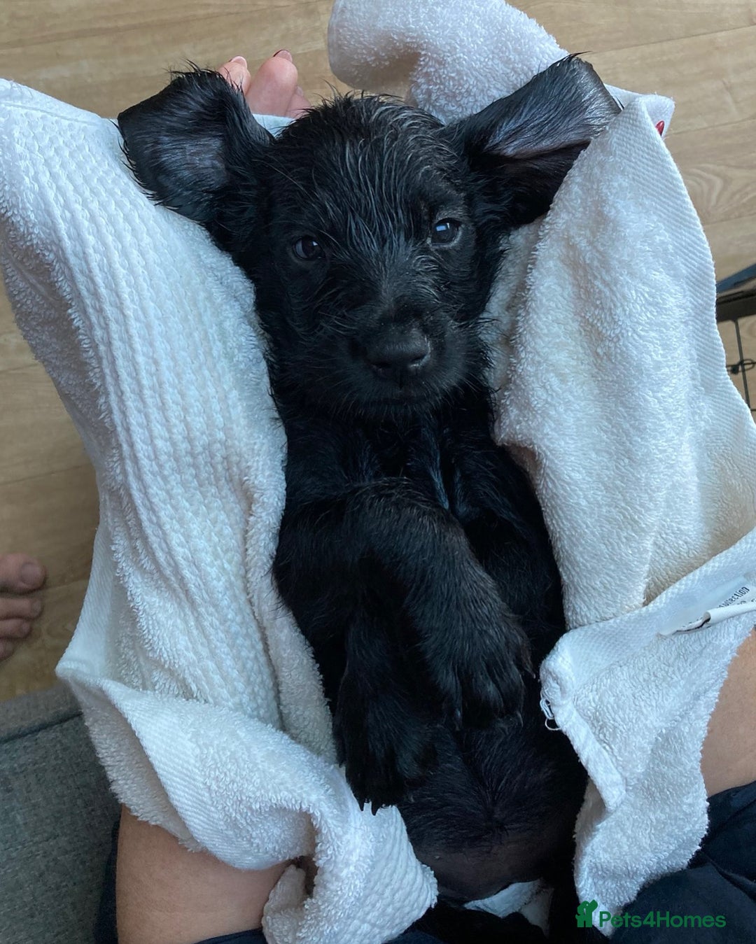 Mixed Breed dogs for sale: German wire haired pointer cross puppies - Image 15