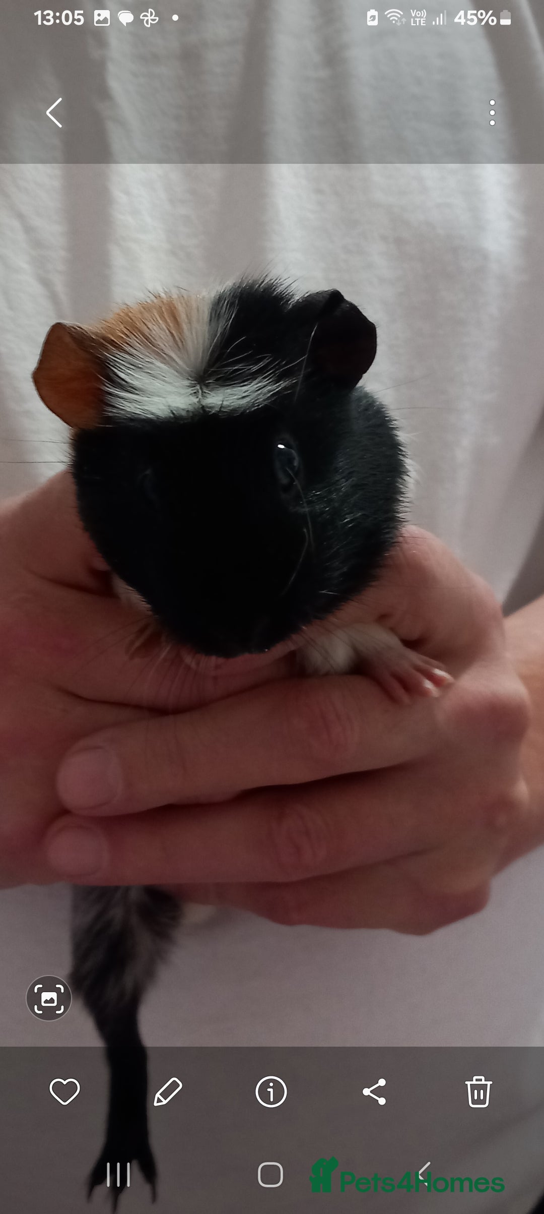 Guinea Pig rodents for sale: Baby guinea pigs - Advert 3