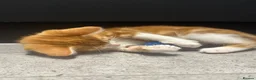 Mixed Breed cats for sale: Affectionate Brother & Sister Kittens - Advert 3