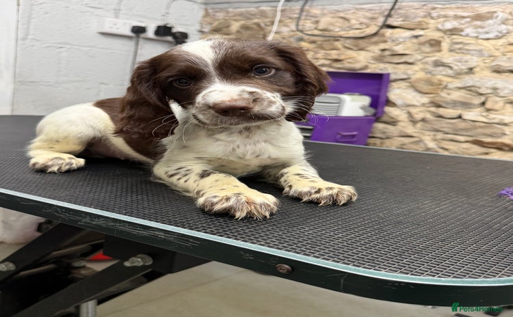 Sprocker dogs - Advert 11