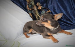 Chihuahua dogs for sale: Best quality Pedigree Puppies KC  - Image 17