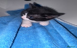 Mixed Breed cats for sale: Kittens ready now  - Image 2