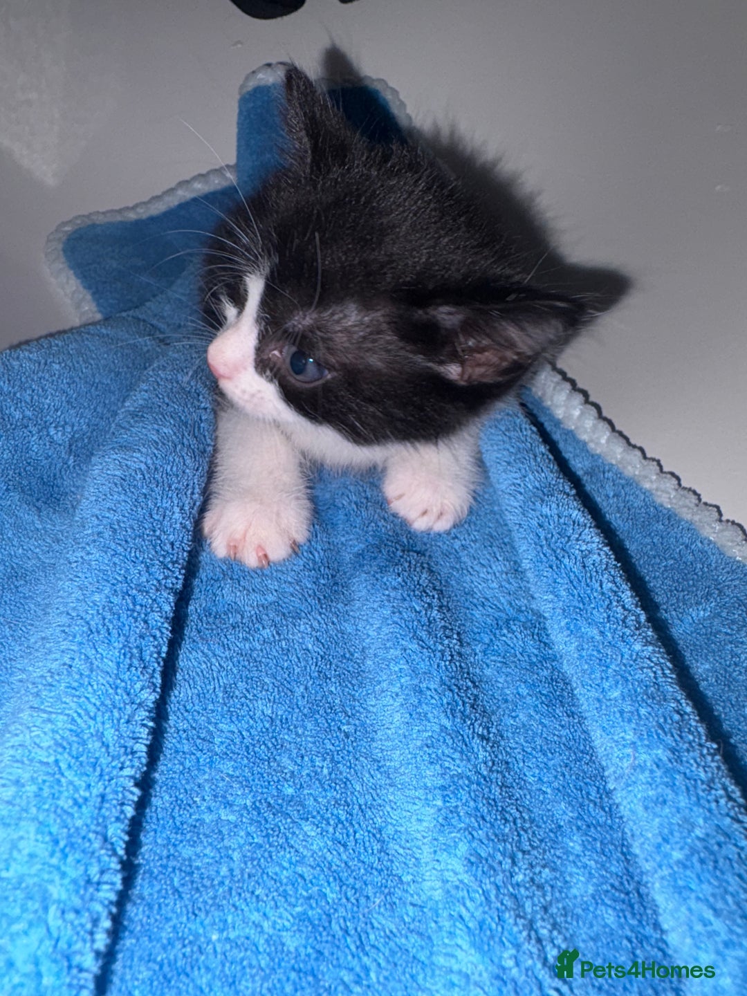 Mixed Breed cats for sale: Kittens ready now  - Image 2